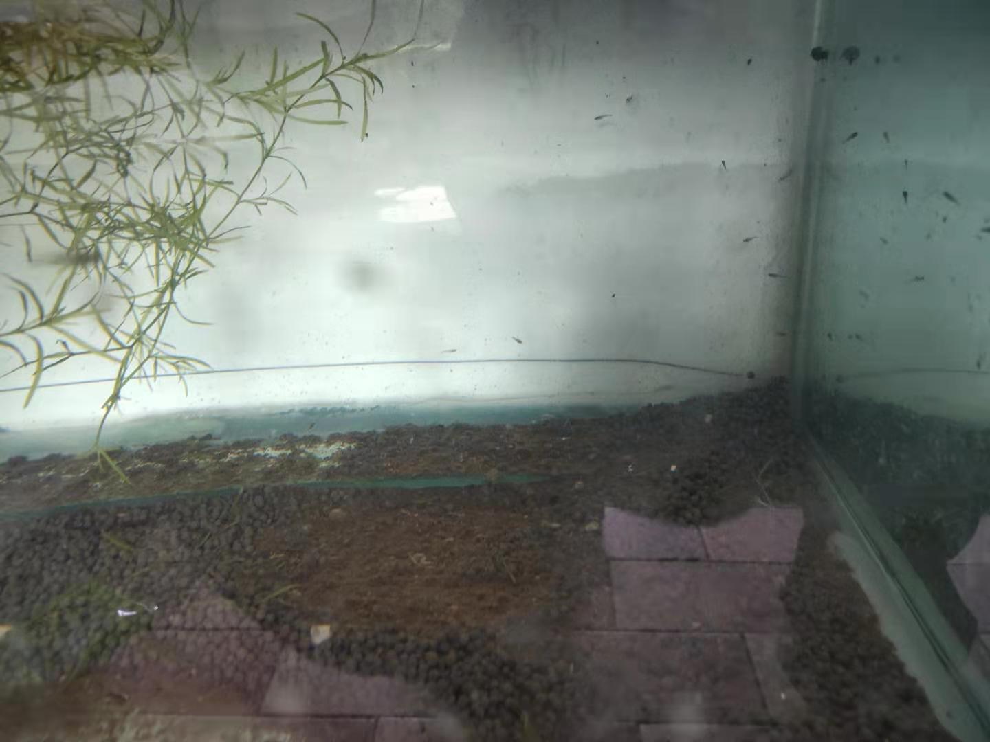 刚孵化的金鱼苗可以喂饲料粉末吗,刚孵化的金鱼苗喂什么东西