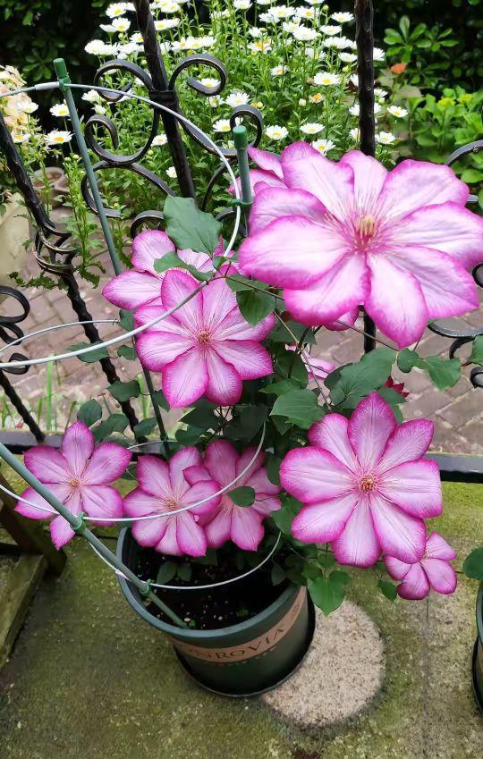 适合大盆养的4种花,这8种花最旺家只需养一盆