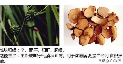 农村身边的中草药主治与功效,中草药全图谱与功效