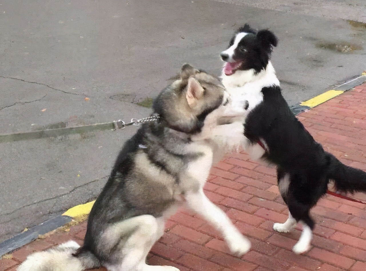 家里适合养什么狗看家护院干活,既能看家又温顺的狗还能照顾孩子