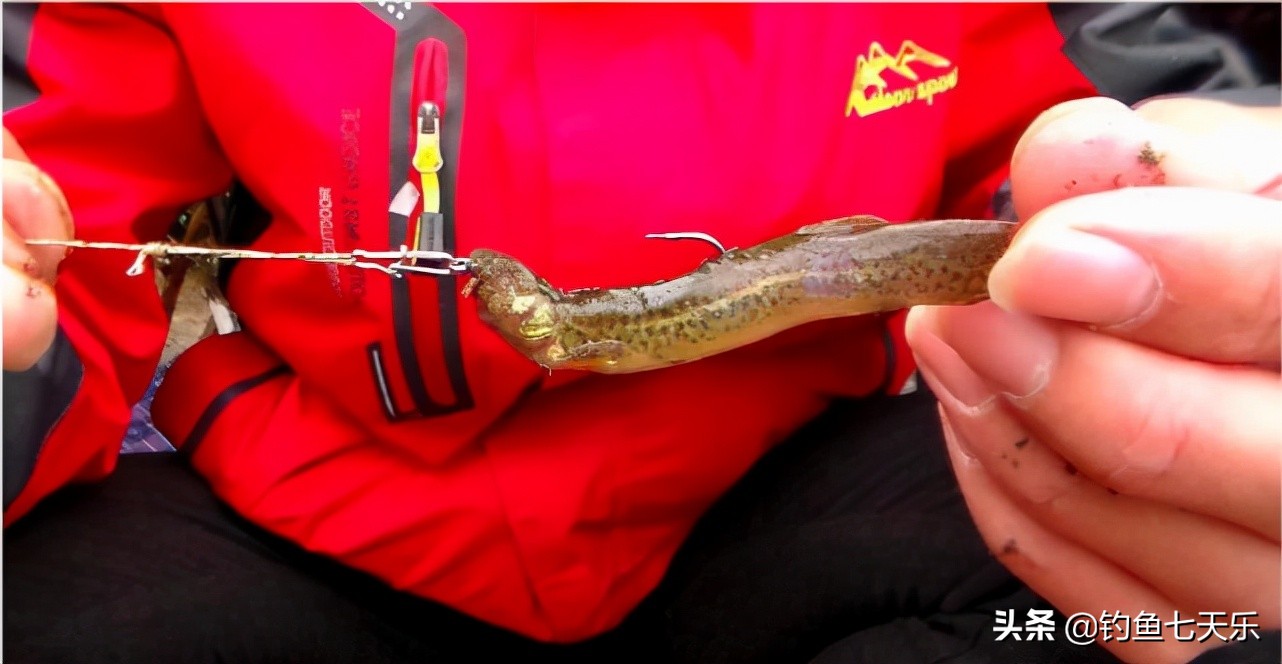 泥鳅钓鱼禁止了吗,重庆溪流禁钓政策