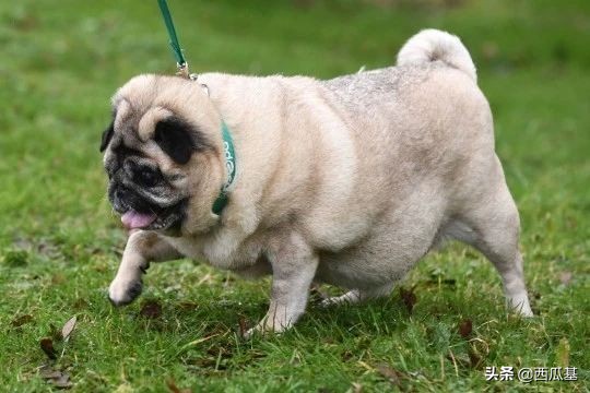 吉娃娃太胖生小狗,吉娃娃是公狗大还是母狗体型大