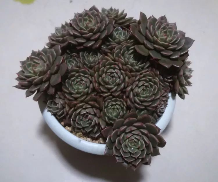 一花一叶一世界多肉,一花一世界多肉之美