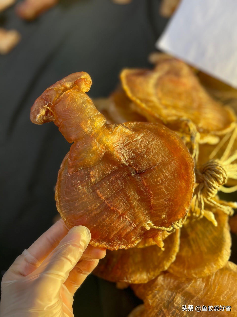 加拿大开片鱼胶的正确泡发方法,鱼胶在泡发过程中营养会流失吗