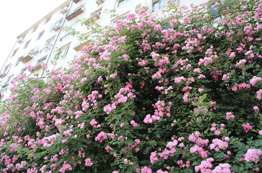 大连中考2020铁中,大连铁中