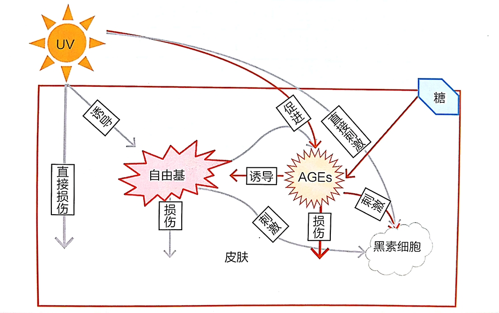 olay抗糖小白瓶真假辨别,olay抗糖小白瓶的用法