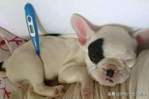 狗狗呕吐拉肚子是怎么回事,狗狗拉肚子和呕吐要禁食几天