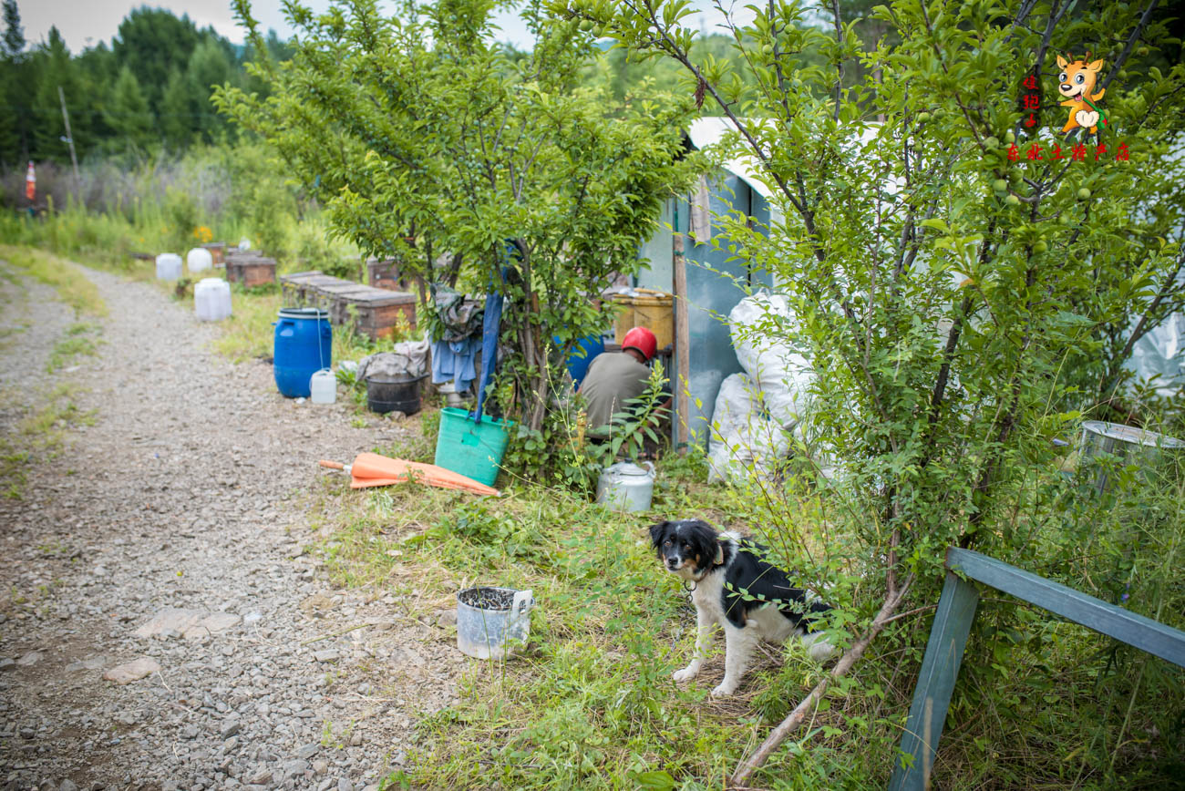 深入大山采访30年养蜂人,探秘深山中的养蜂人