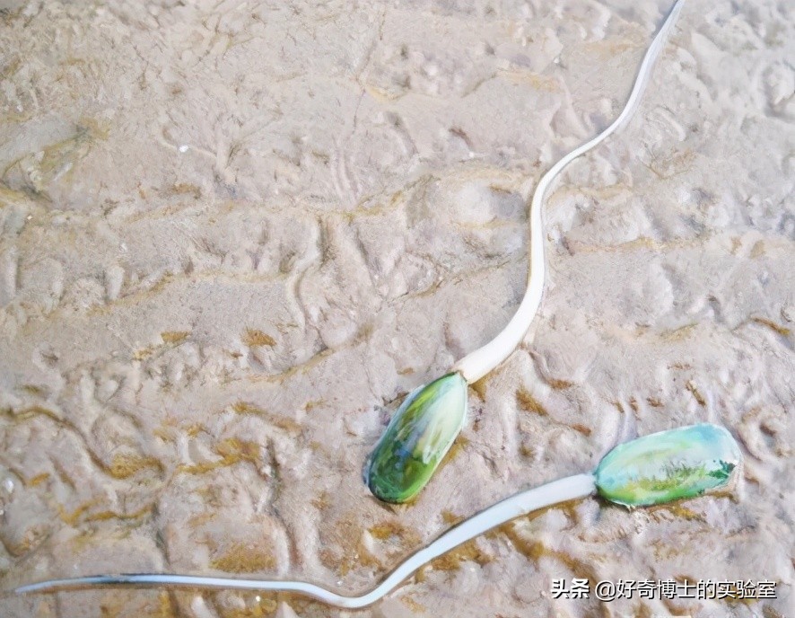 为什么有人拉屎会流眼泪,拉屎流眼泪是病吗