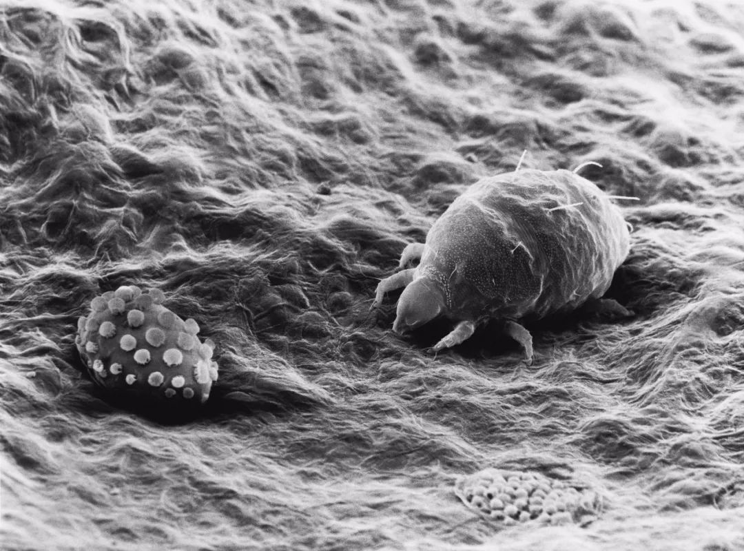 几百的乳胶床垫智商税,贵的床垫是真好还是智商税