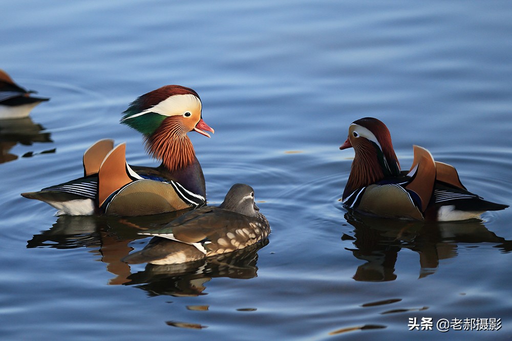 冲冠一怒为红颜讲的是谁,冲冠一怒为红颜的故事