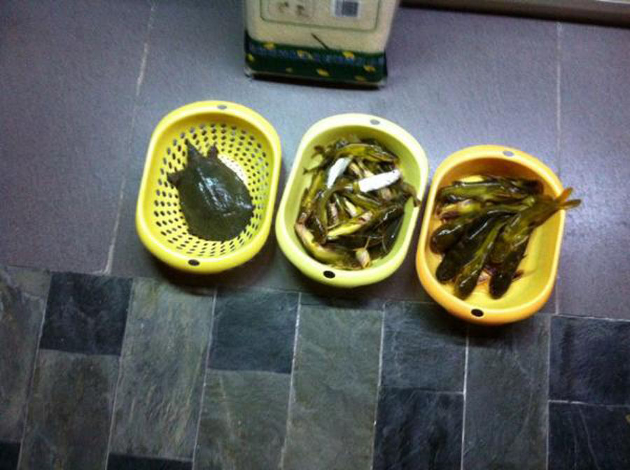 怎么用蚯蚓钓很多甲鱼,什么饵料钓黄甲鱼最好