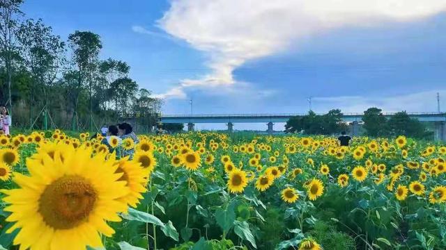 西安向日葵花海在哪里,西安东大附近最大的向日葵花海