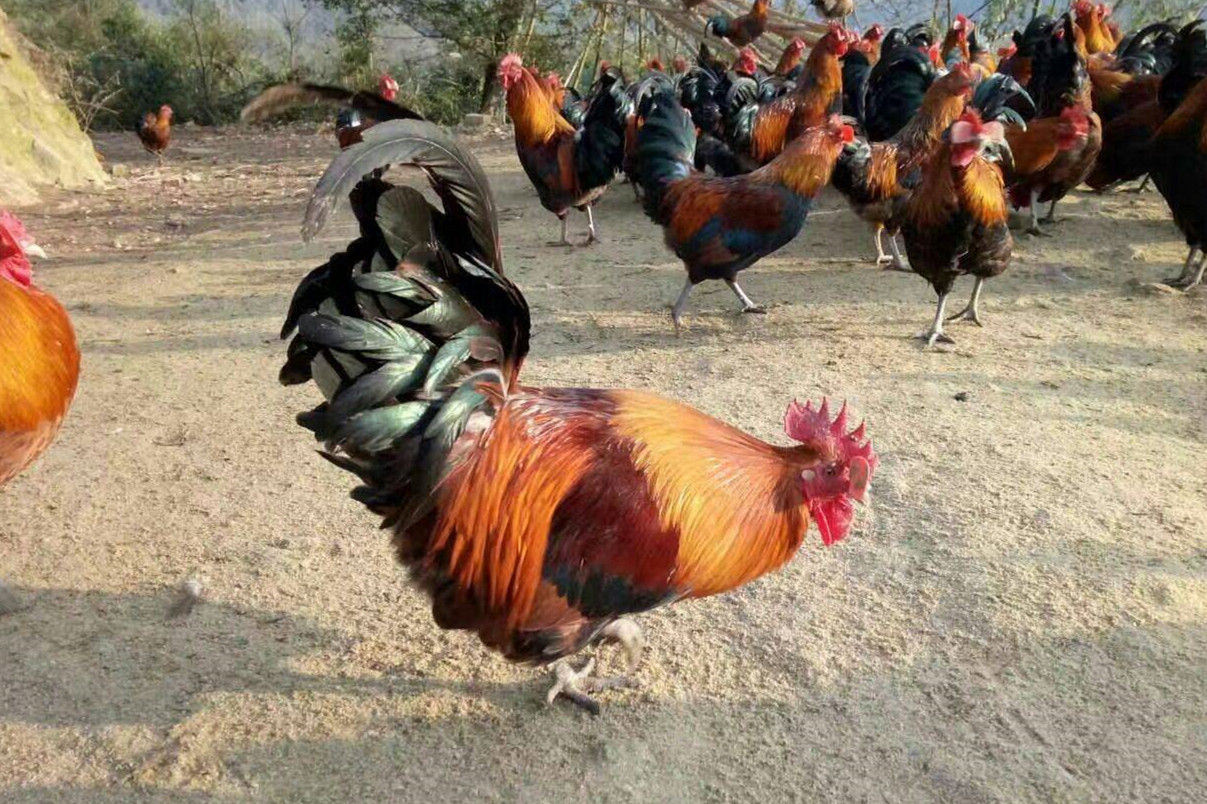 最好吃的土鸡品种排名,哪一品种土鸡最好养最好吃