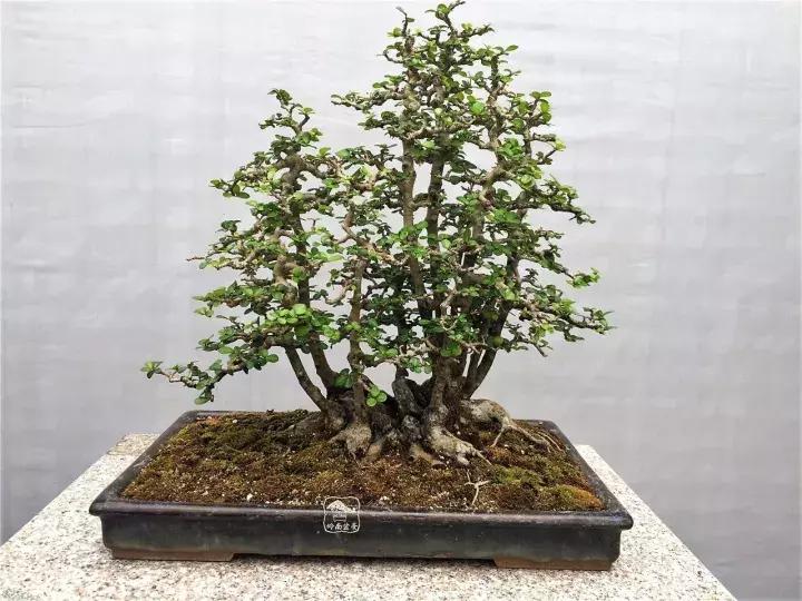 造型极美的盆景一起来欣赏,一组风吹出来的盆景欣赏动感十足