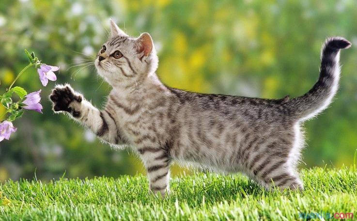 猫咪便便太臭的几个根本原因,猫咪的屎不怎么臭表示比较健康嘛