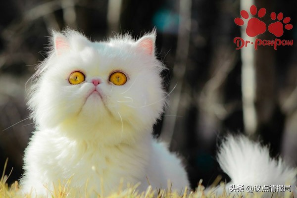 猫感染狂犬病症状明显吗,猫得狂犬病症状有哪些