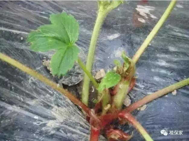 南京地区草莓病虫害防治的现状,温室草莓病虫害种类及防治措施