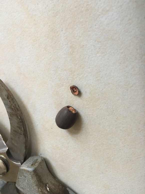 种碗莲到开花全过程,碗莲第二年如何种开花