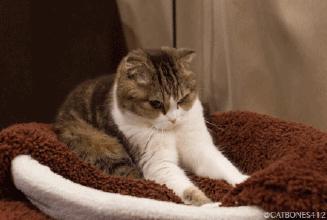 “喵“生绝育大事，腹腔镜下“微”察秋毫，让疼痛降到更低