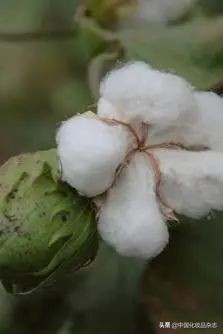 化妆用的海绵叫什么,如何选择适合自己的基础化妆棉