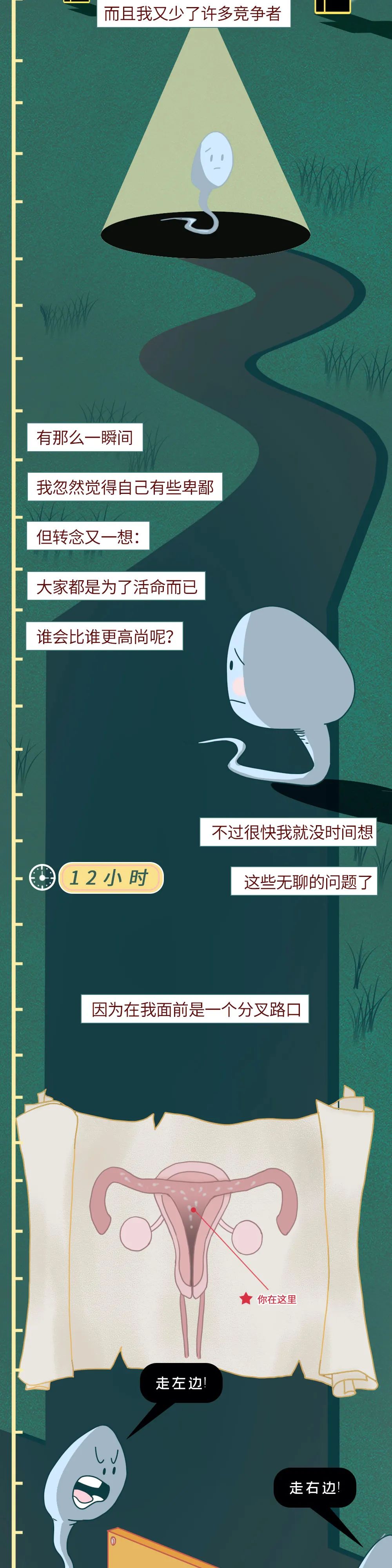 男性精子在体内存活时间,精子在体内的存活率几天