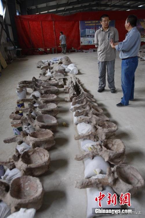 六具令人难以置信的恐龙化石,中国最新发现的恐龙化石