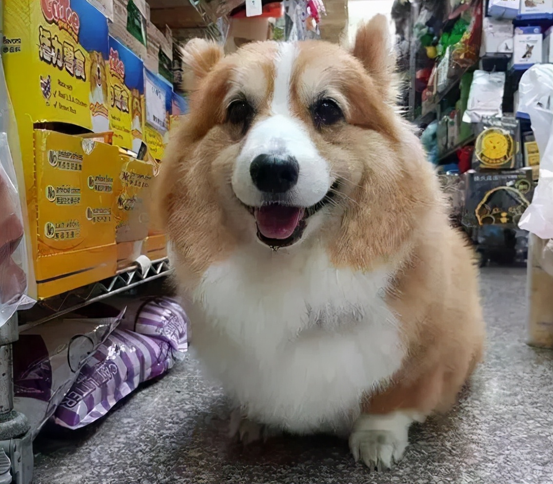 柯基46斤减肥,怎么训练柯基潜水减肥