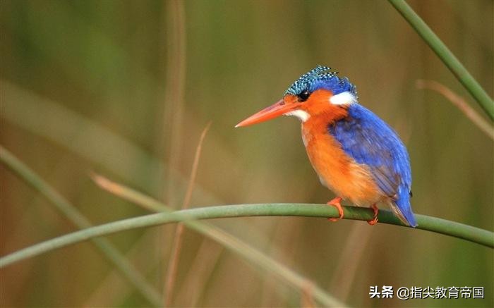 三年级语文第五单元知识重点总结,三年级语文第五单元重点知识考点