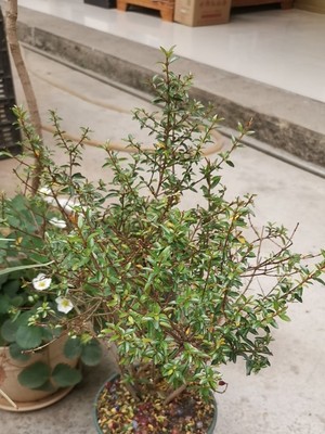 盆景石榴树有什么寓意,盆景石榴寓意