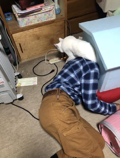 奇怪的知识增加了！猫咪简直就是液体做的