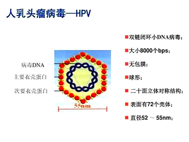 妇科疾病hpv感染怎么办,hpv感染就是妇科疾病吗