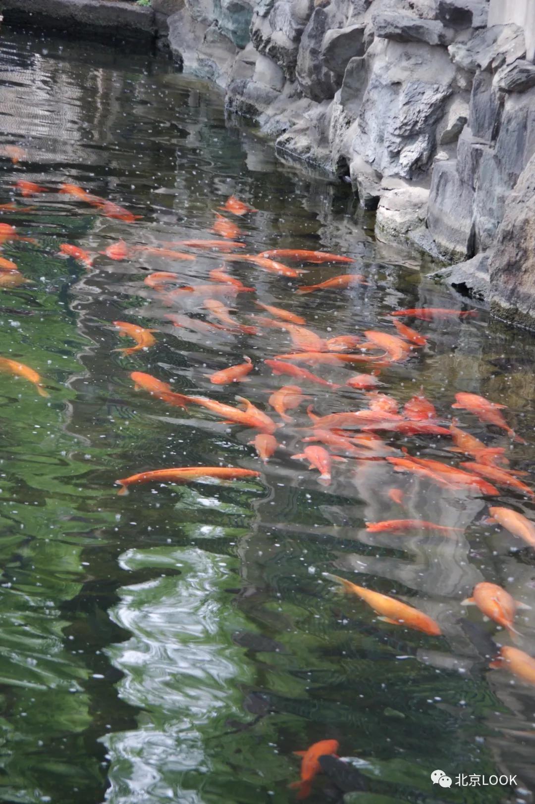 北京动物资源分布图,北京野生动物种类大全图片