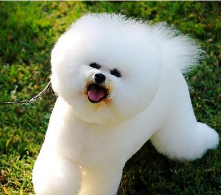 比熊犬动作语言,比熊犬的动作意思