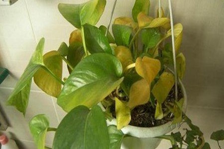 刚装修好的房子放绿萝叶子发黄,绿萝叶子发黄怎么办用什么肥料