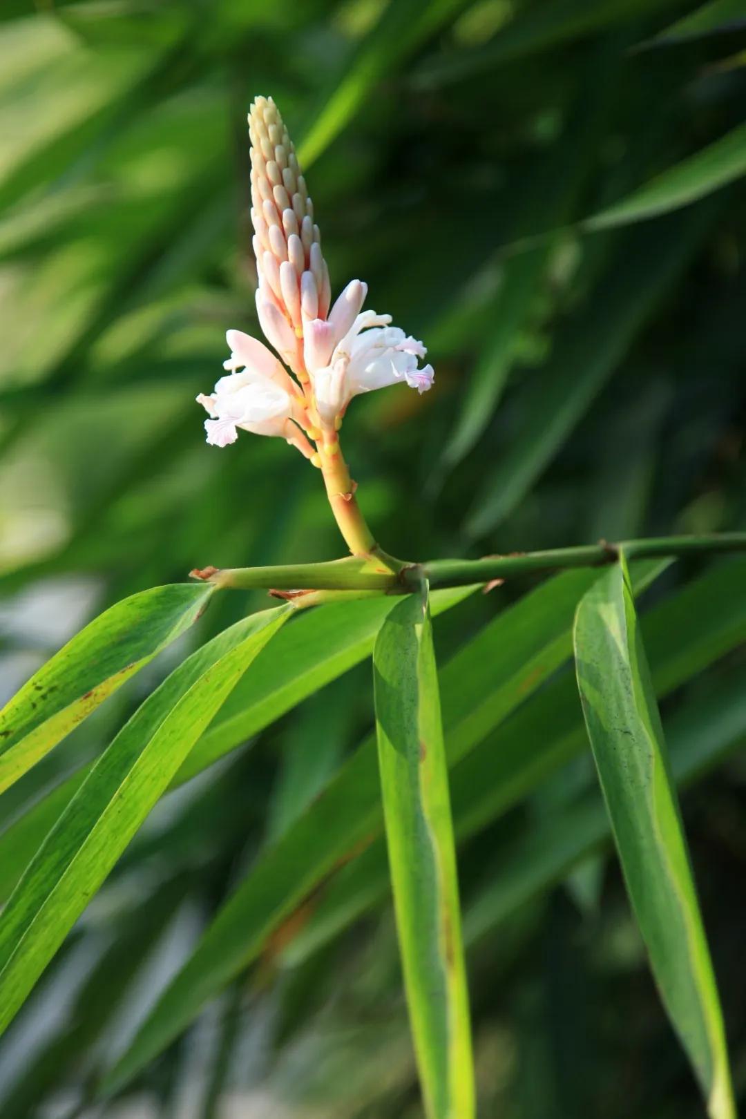 硬核整顿！高清中药教材原植物彩*图色**谱（四期）