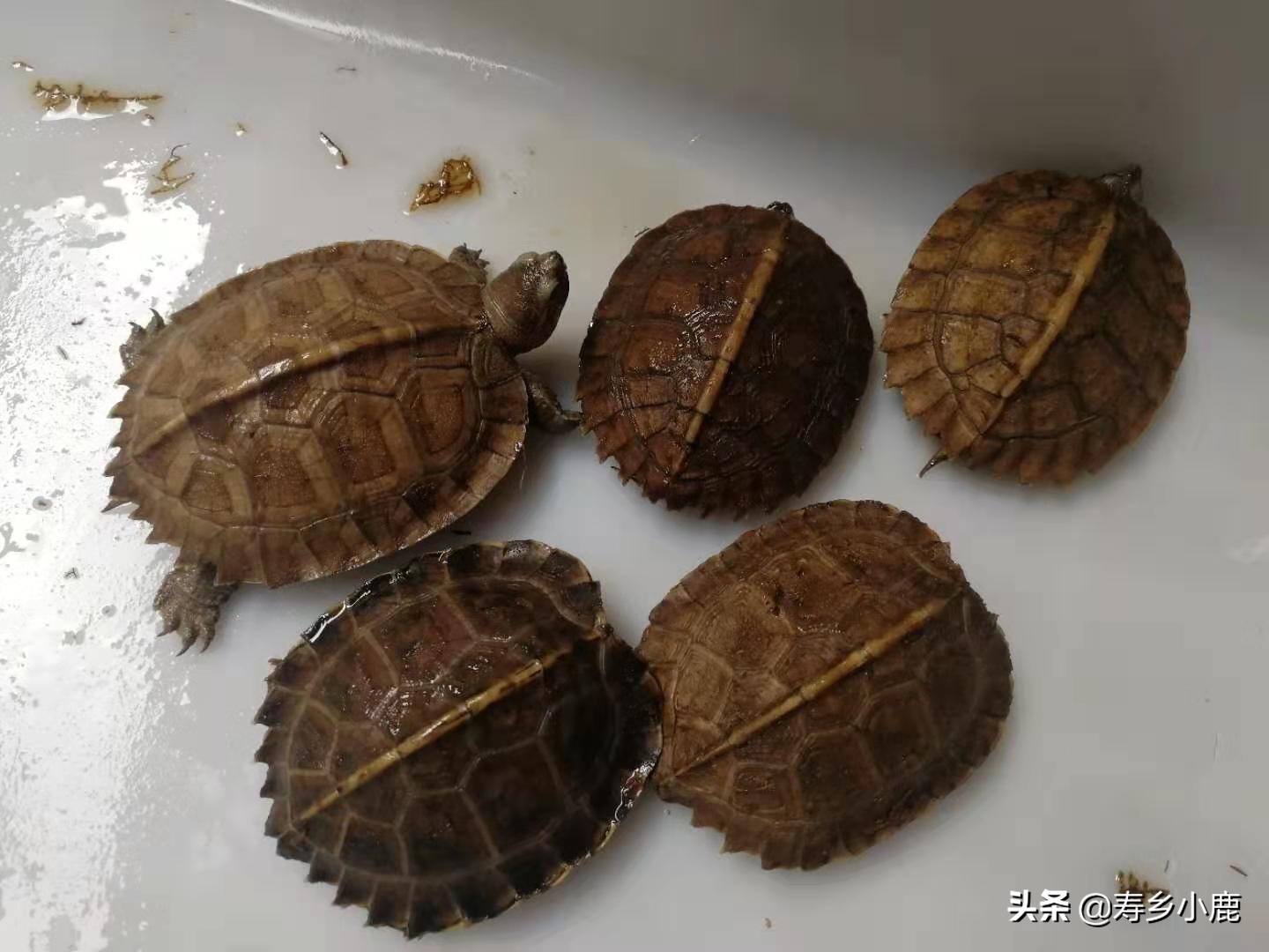 亚洲巨龟蛋孵化时间,亚巨龟怎么孵化