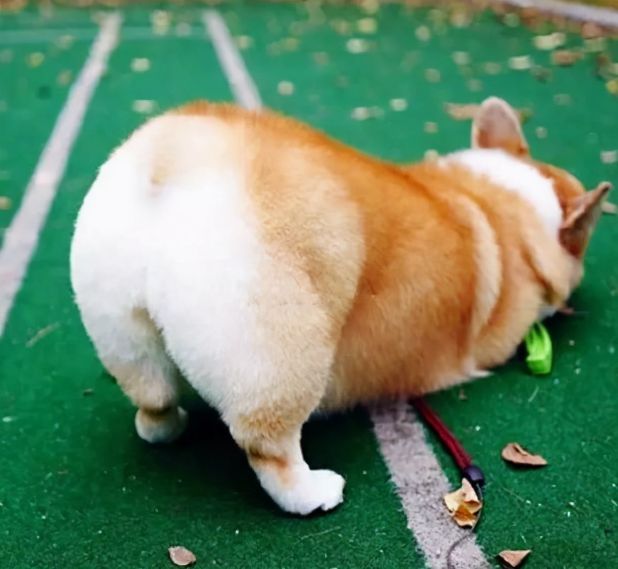 超适合新手养的10种狗狗,这9种狗狗最适合女人养了