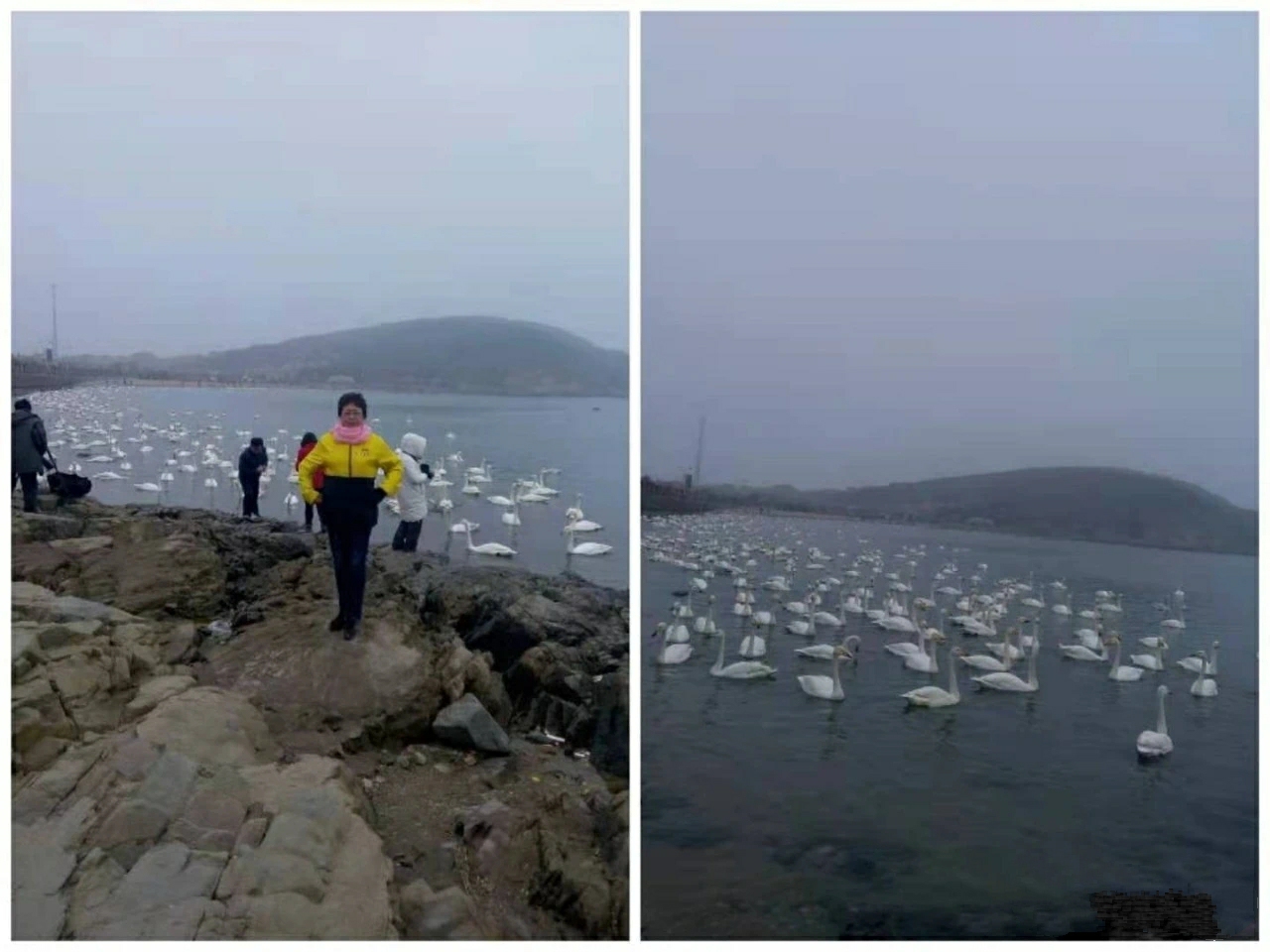 「战友美文」作家美女战友张雪梅的《烟墩角天鹅湖小渔村》