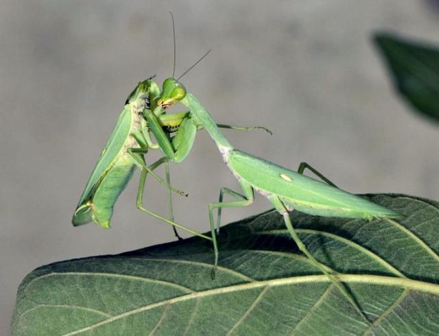 为什么螳螂会吃掉自己的伴侣,为什么母螳螂会残忍地吃掉配偶