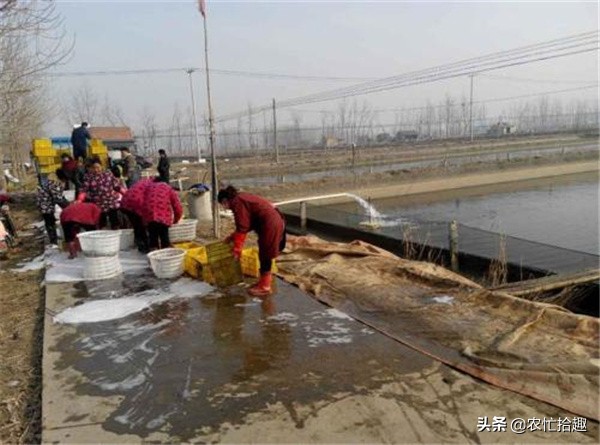 水中人参价格为什么这么低,水中人参价格多少钱