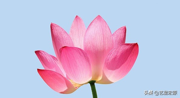 关于阿迪达斯三条杠的商标,阿迪达斯三条杠被撤销