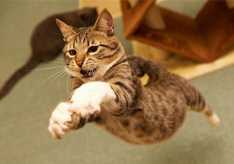 猫咪真怀孕或假怀孕,辟谣猫咪真的会记仇吗