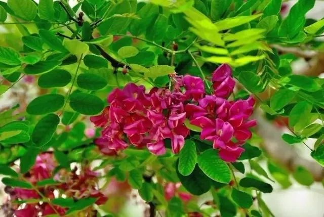 适合放在门口的寓意好的植物,植物寓意好的名字