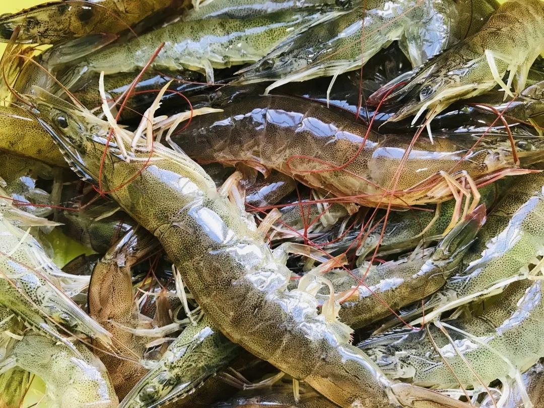 二十四节气养生,二十四节气歌全文及解释