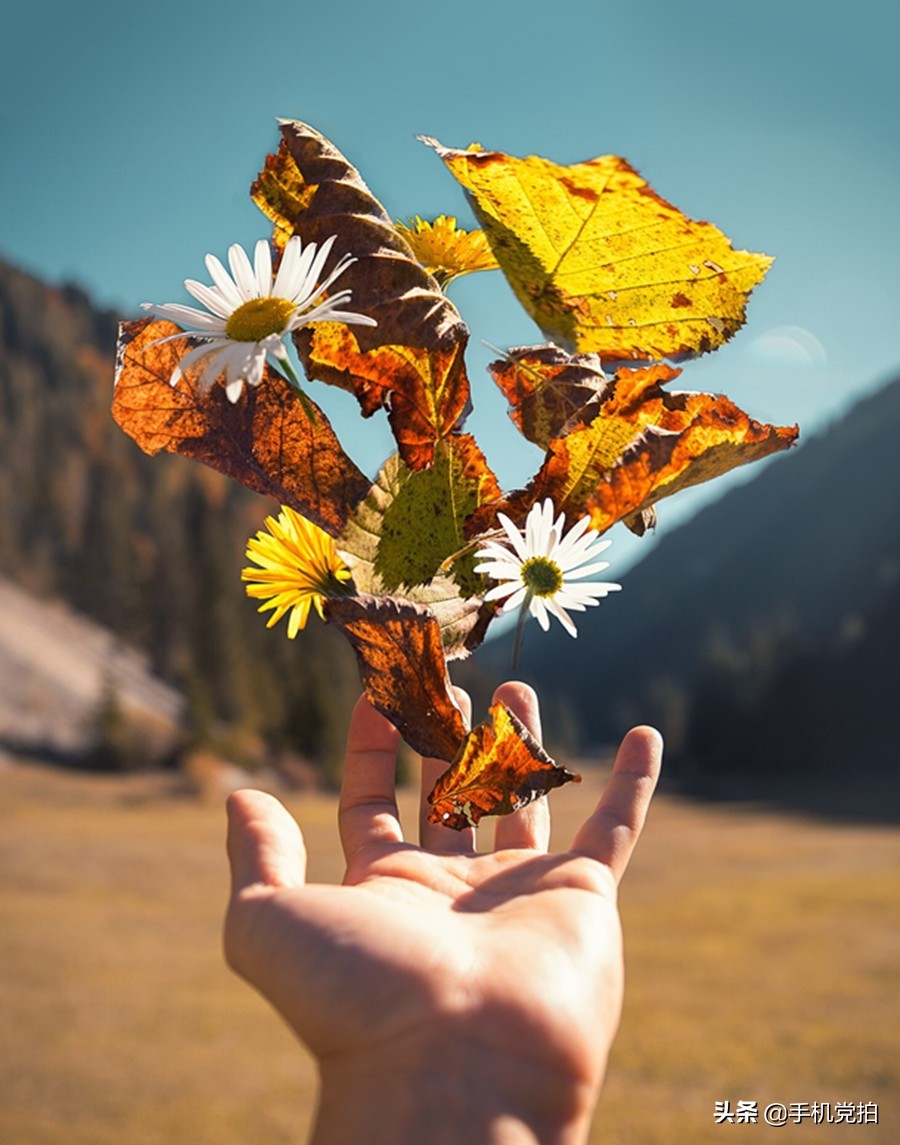 如何拍照识别花草植物,如何扫一扫快速识别花草
