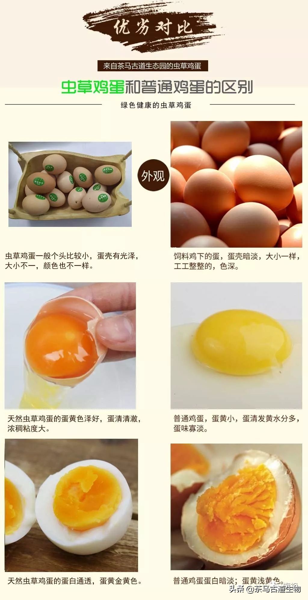 茶园散养绿壳鸡蛋,虫草蛋绿皮鸡蛋