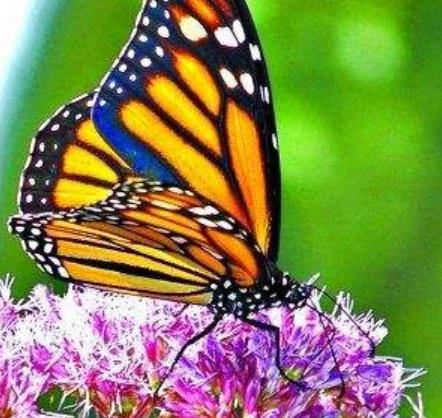 帝王蝶品种,帝王蝶宠物怎么选