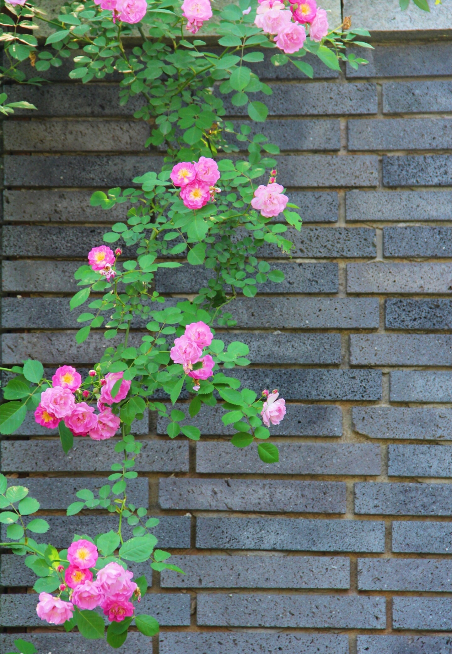 藤本蔷薇花的种植栽培方法,藤本蔷薇花架