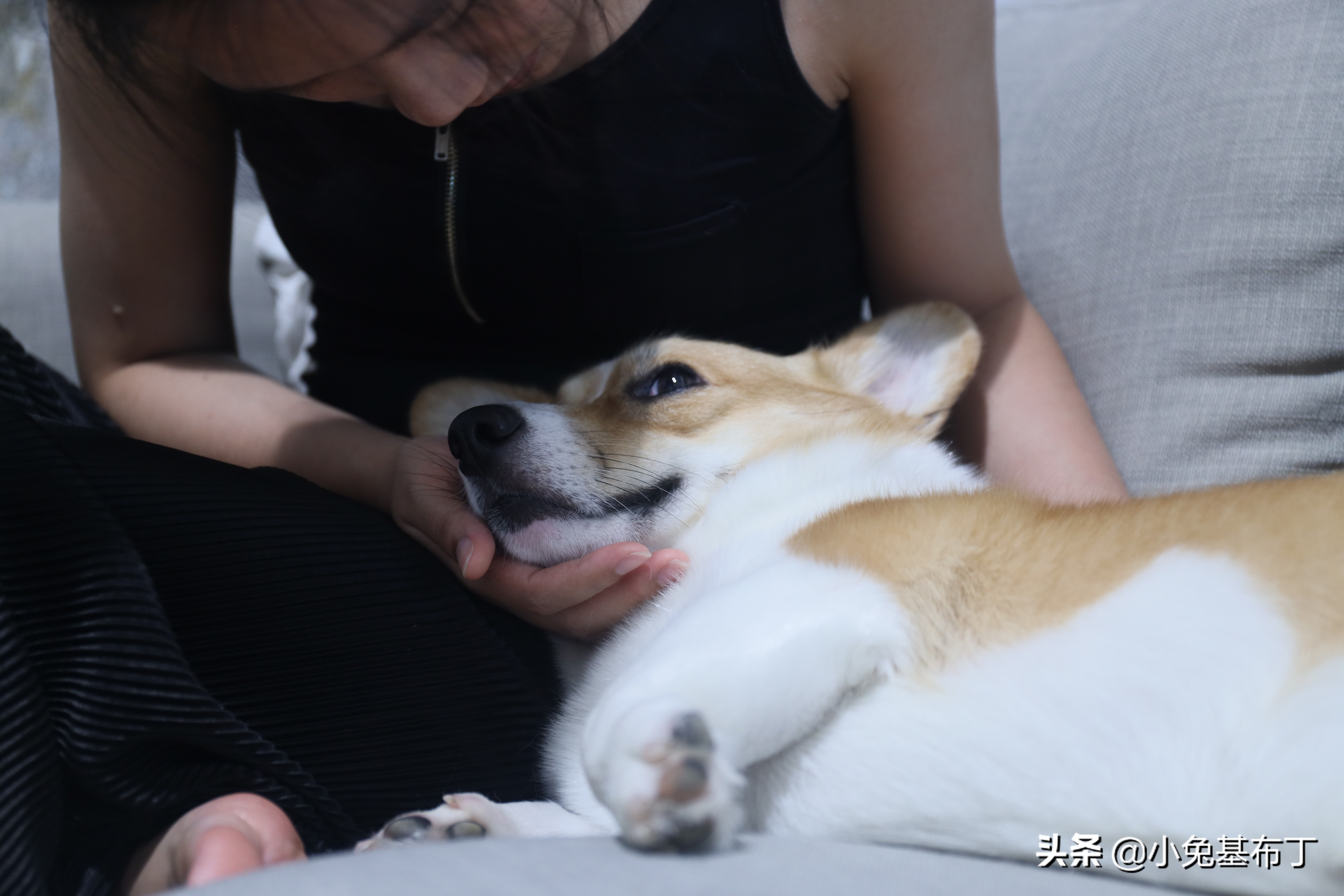 狗狗挑食不吃狗粮怎么办搞笑视频,狗狗厌食挑食的原因以及解决办法